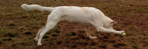 datawrangler2 Profile Banner