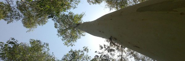 GyengeJavier Profile Banner