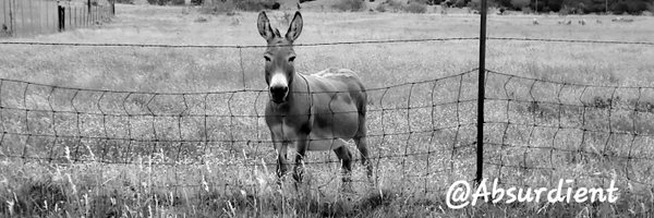 Absurdient Profile Banner