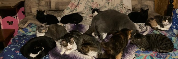 DeeMeow🐾's banner