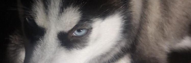 DslvDean's profile banner image