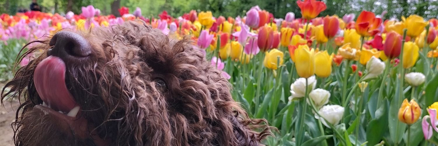 Elposa_'s profile banner image