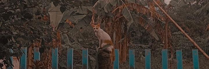 erereee_Nya3's profile banner image