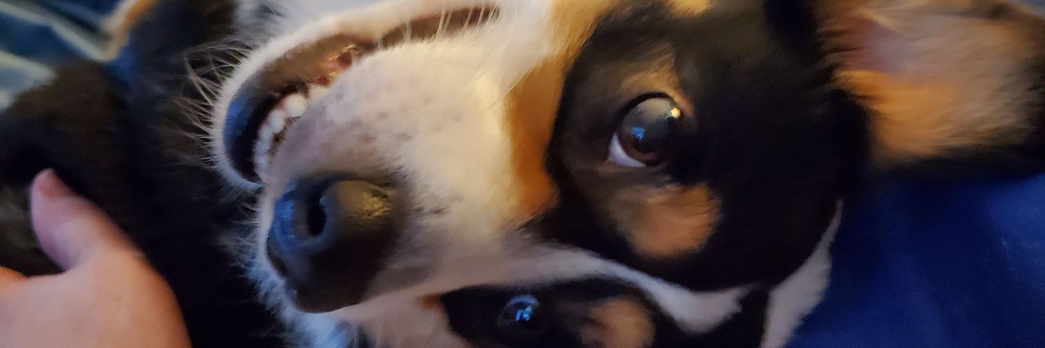 chelleywings's profile banner image