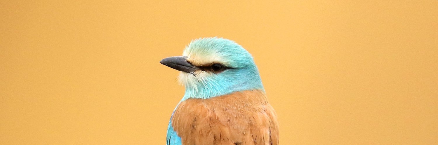 Jay Ward Wildlife Photography banner