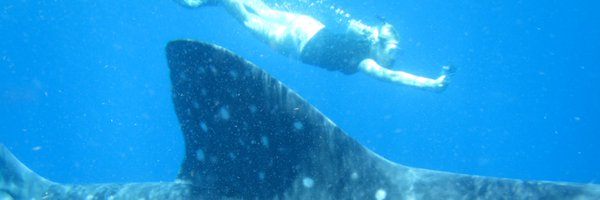 SharkMicrobe Profile Banner
