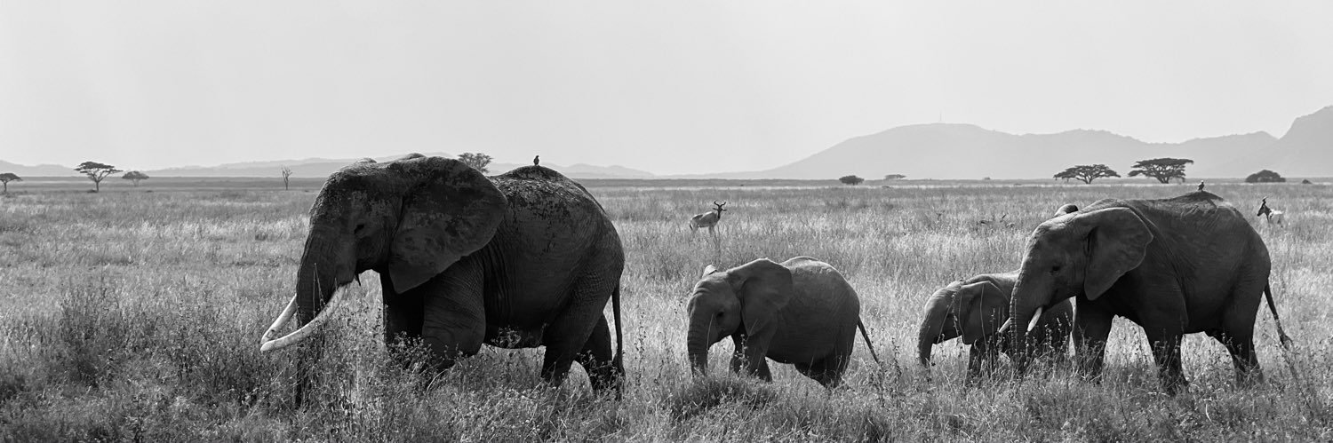 Louis-Auguste Bacot banner