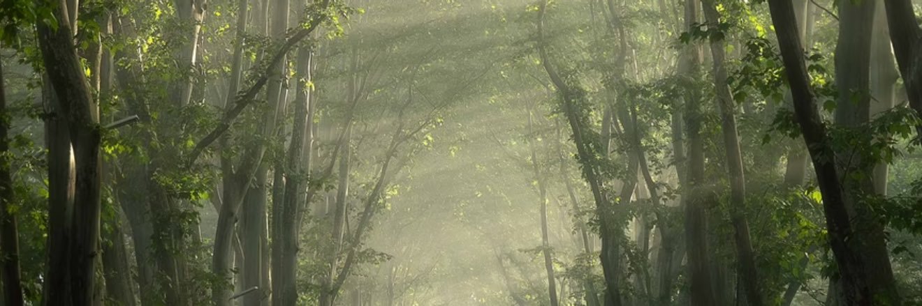 Calla banner