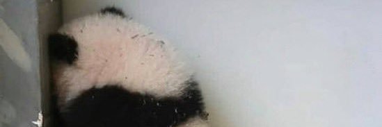 rosalapata's profile banner image