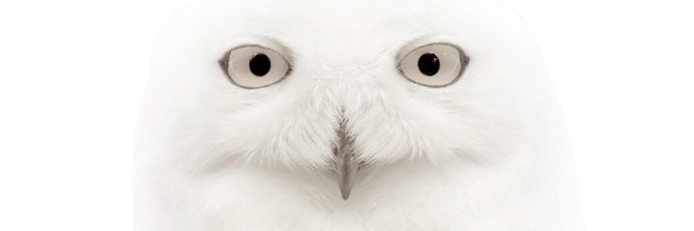 Отгоо banner