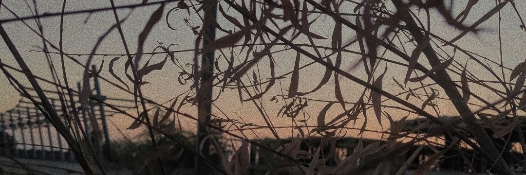 Sareedolek's profile banner image