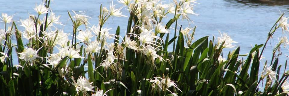 Dogwood Darling banner