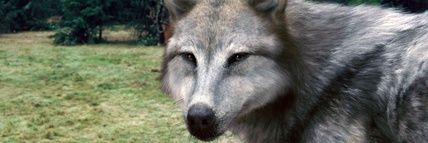 SheWolfLeah's profile banner image