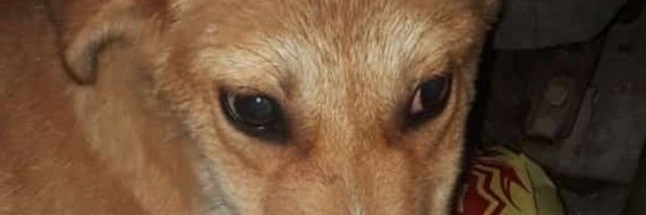 RozZdn's profile banner image