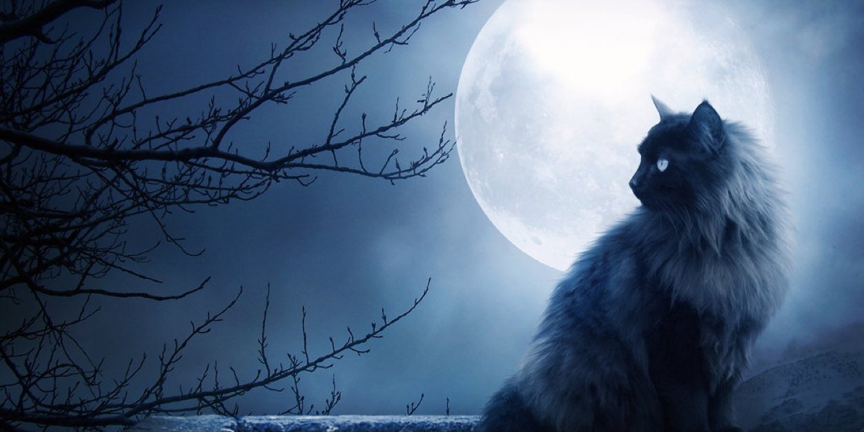 LydiaCatz's profile banner image