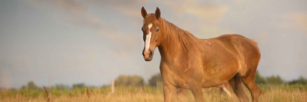 CarriageNiagara Profile Banner