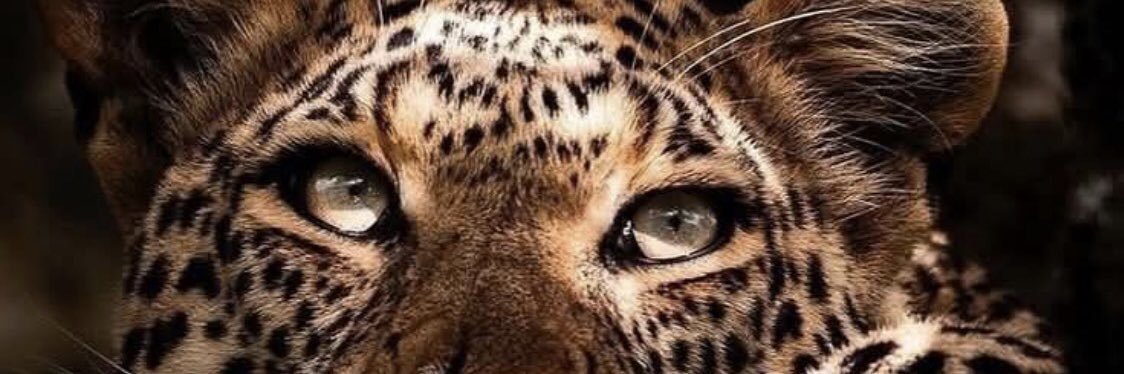 shayenneborges's profile banner image