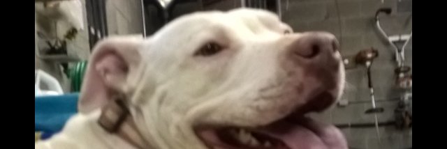 theonlyevv's profile banner image