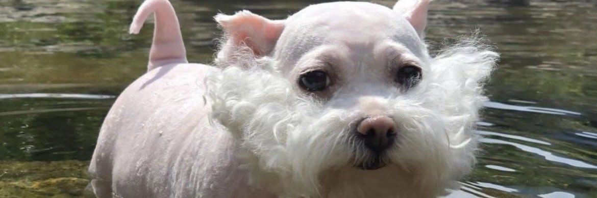 Patrick Boss 200 🐁 🪤 banner