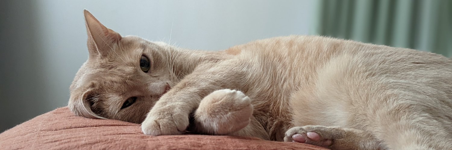 schriefpants's profile banner image