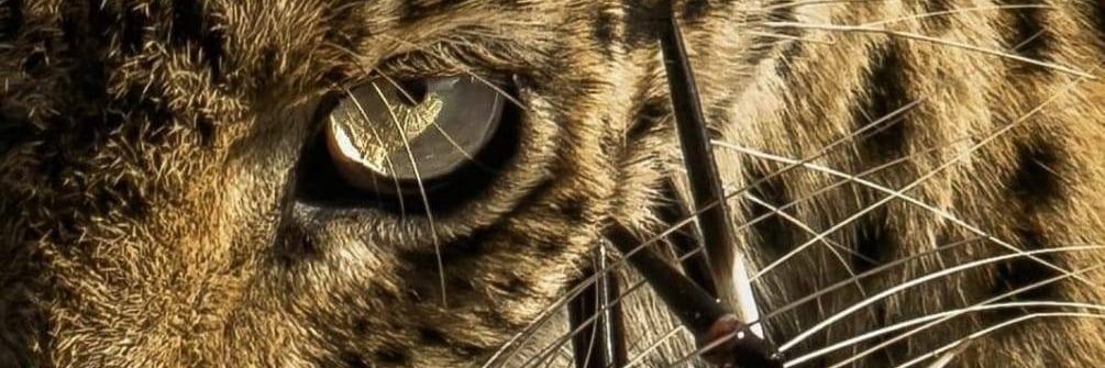 Msowana's profile banner image