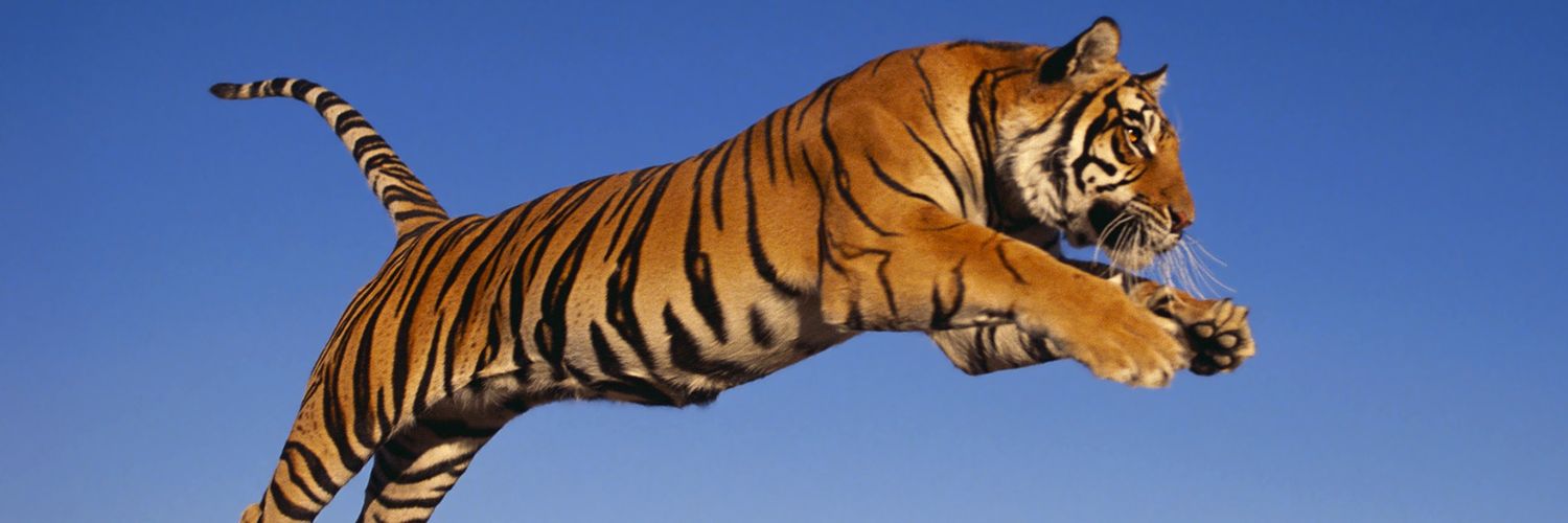 dinogiusto's profile banner image