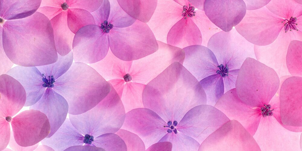 MERLI2008's profile banner image