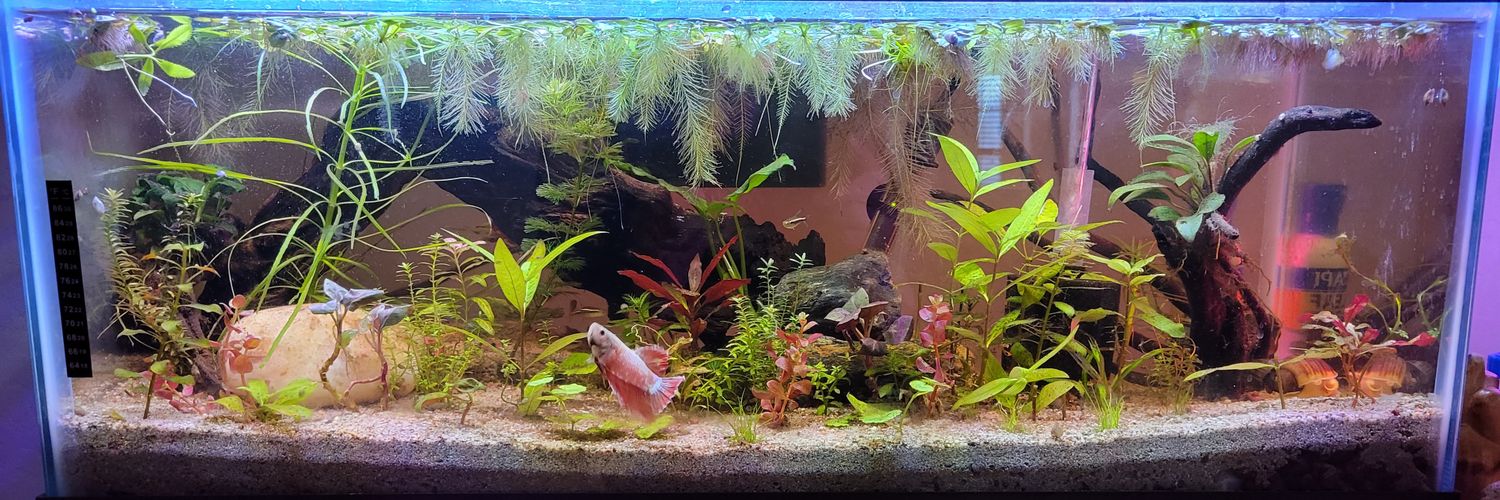 Plant Daddy Shawn banner