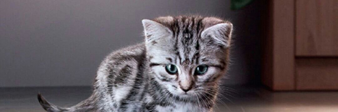 felixator78's profile banner image
