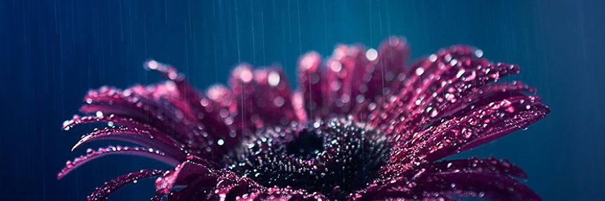 LuhRaposo's profile banner image