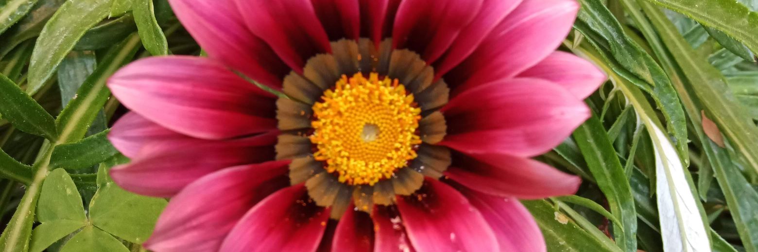 Susan banner