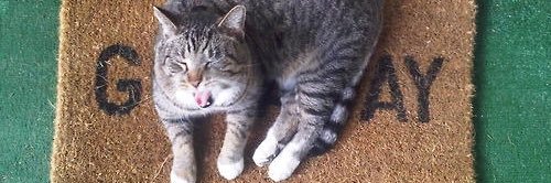 Catthevv's profile banner image