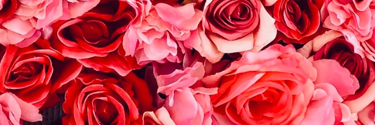 Ava__305_'s profile banner image