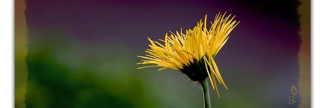 Chelsea Polis (Bluesky: @cbpolis.bsky.social) banner