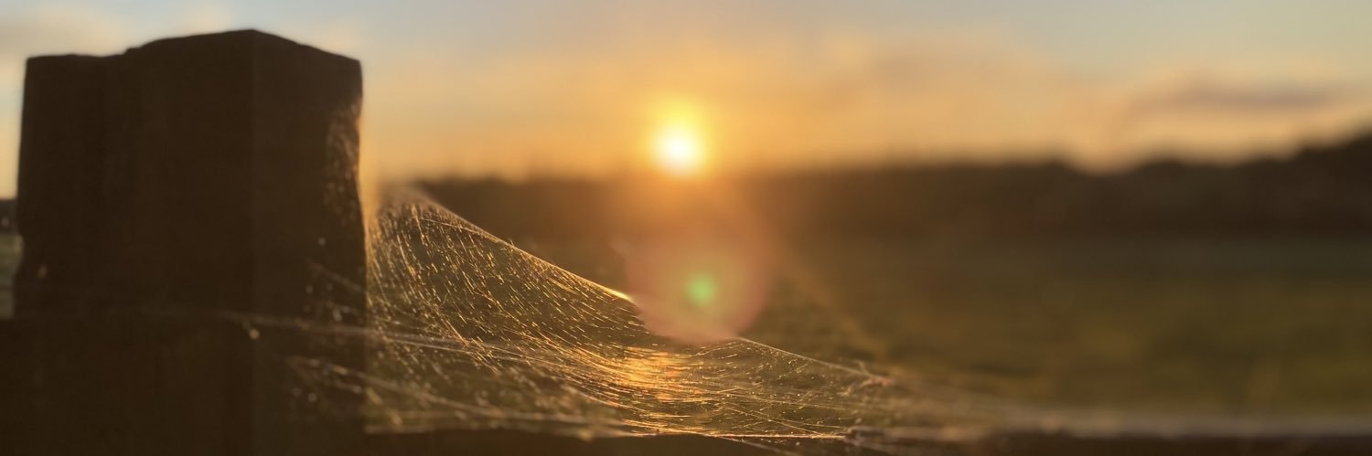 clarabeavan's profile banner image