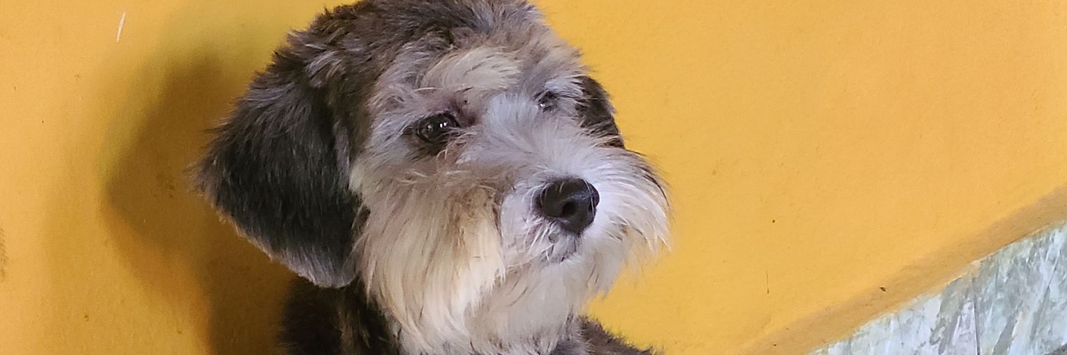 LizzCorado4's profile banner image