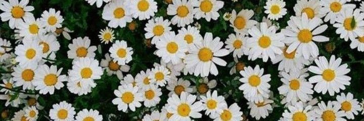 hamira09's profile banner image
