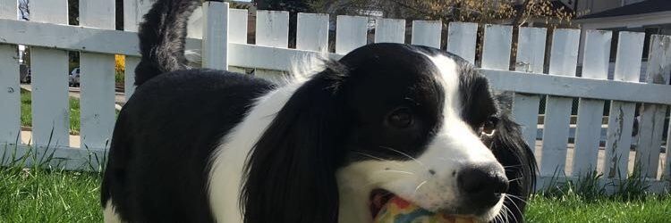 MozillaFireRui's profile banner image