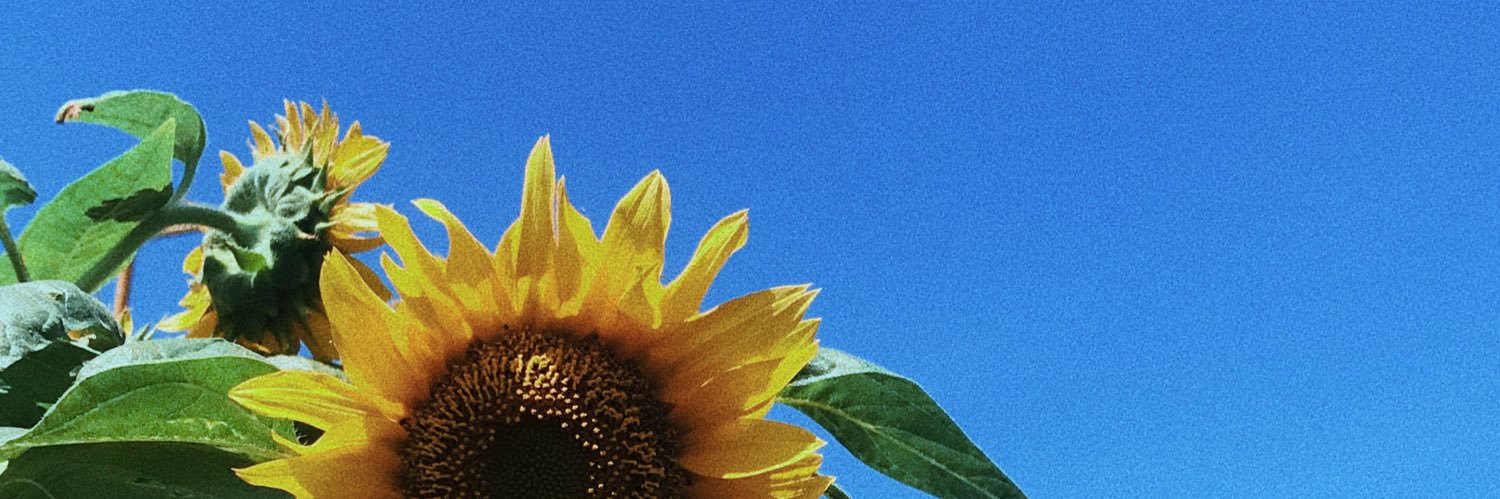 pipuzzle's profile banner image