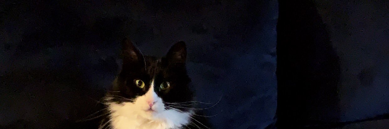 ktraut1997's profile banner image