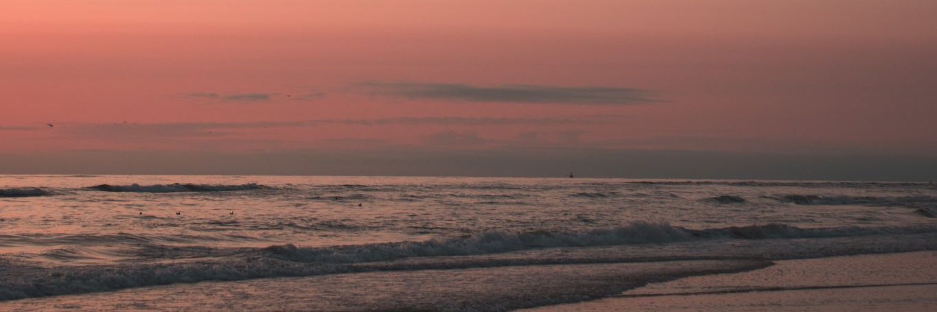 🌸 banner