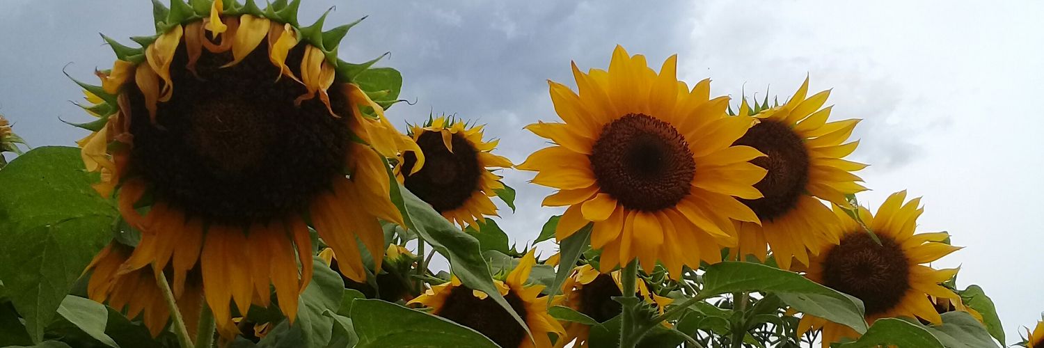 Cyaabi's profile banner image