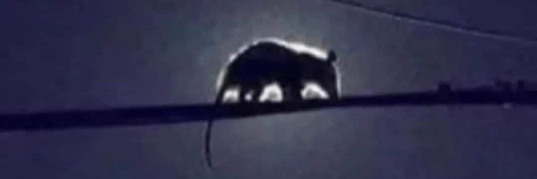ThatSugarplum's profile banner image