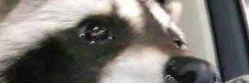 karlseer's profile banner image