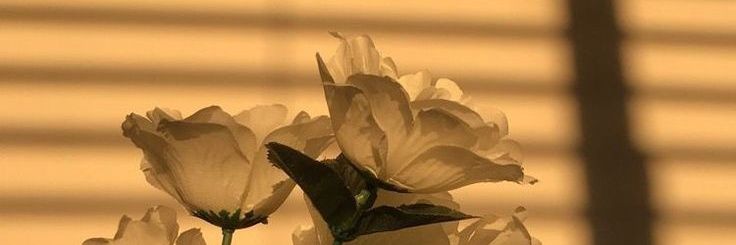 unicorn89913845's profile banner image