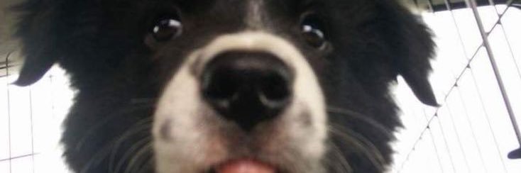 Stray Mutt Cupid🏳️‍⚧️ banner