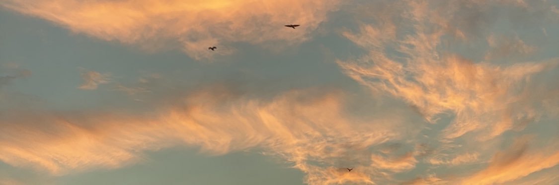 sunbellm's profile banner image
