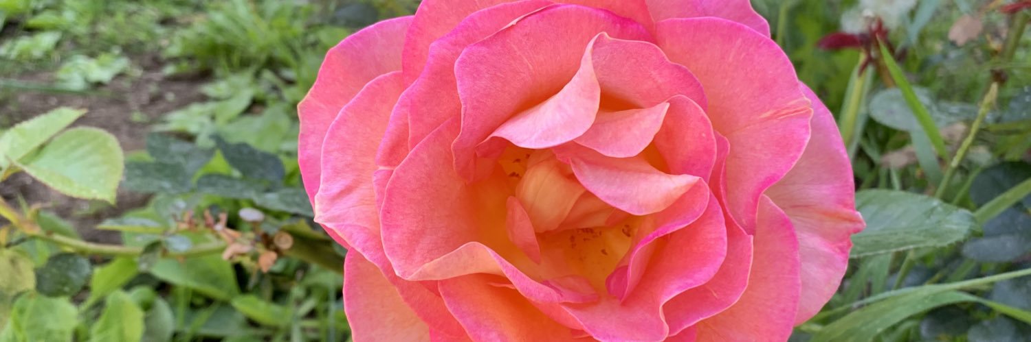 Fayetteville Fineapple banner