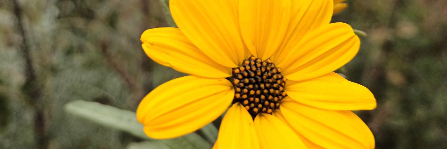 LuuliFernandezz's profile banner image