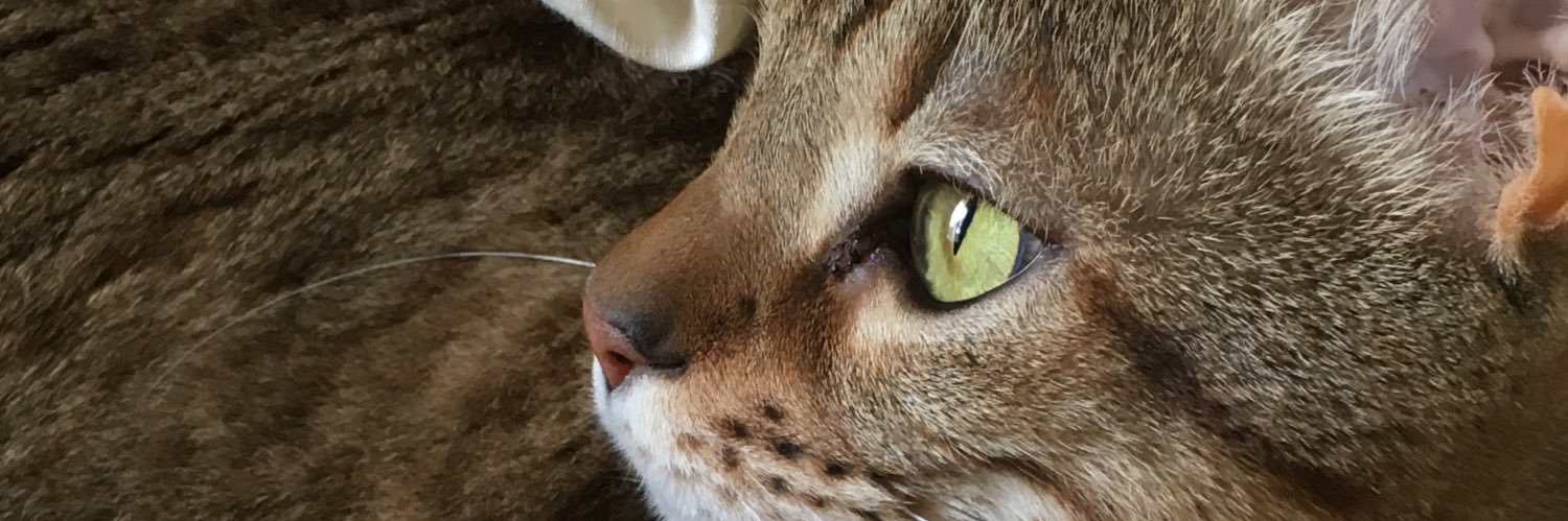 レニー🐾ゲーミング猫 banner